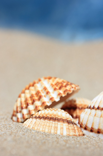 Sea shells - Фото, зображення
