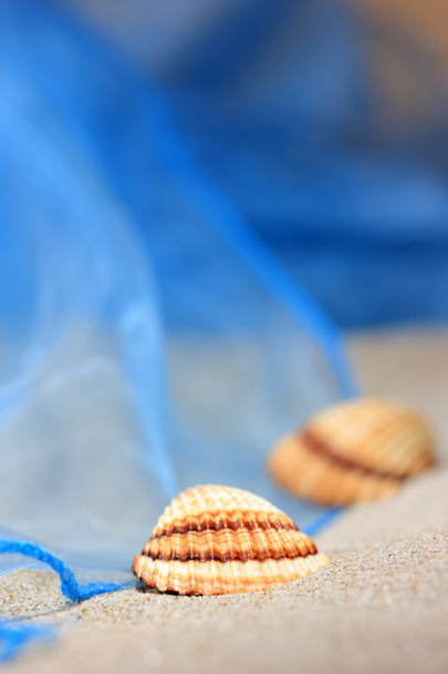 Sea shells - Photo, image