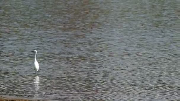 a tározó fehér daru - Felvétel, videó