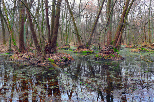 swamp in forest at spring time - Foto, imagen