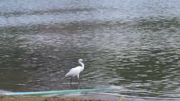 grúa blanca caminando cerca de la orilla
 - Metraje, vídeo