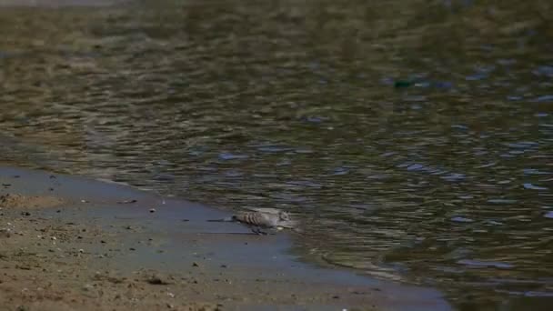 голубь питьевой воды в резервуаре
 - Кадры, видео