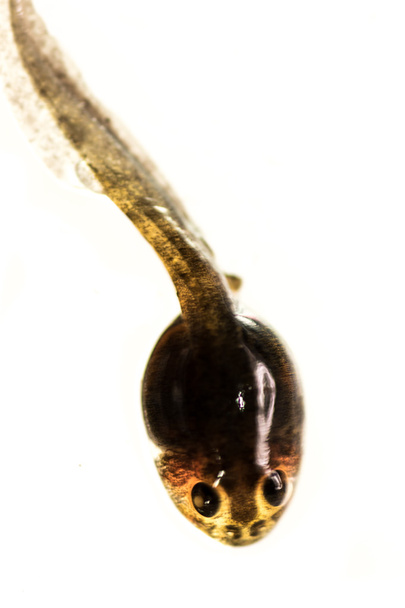 macro tadpole on white background - Photo, Image