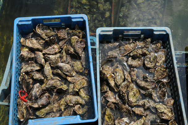 Francia, cultura de la ostra en Cap Ferret
 - Foto, imagen