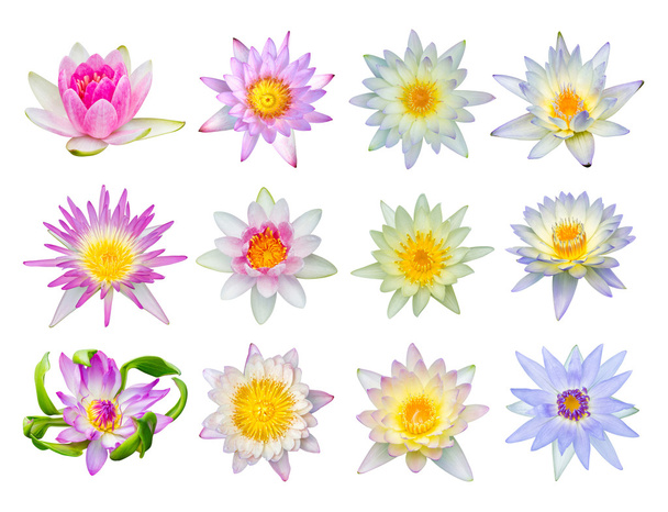 Leknín nebo Lotosový květ sada 12-2 - Fotografie, Obrázek