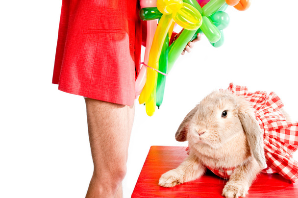 Кролик у червоній сукні, чоловічі ноги, червона куртка, повітряні кулі на білому тлі
 - Фото, зображення