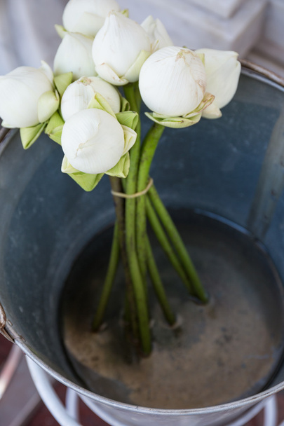 Witte Lotus in emmer - Foto, afbeelding