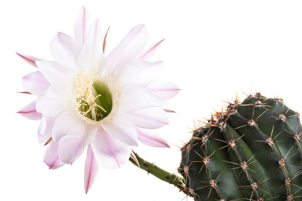 Piękne kwiaty kaktusa - Zdjęcie, obraz