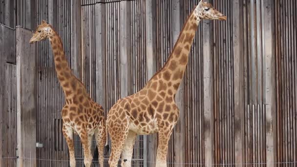 Giraffes In The Zoo - Footage, Video