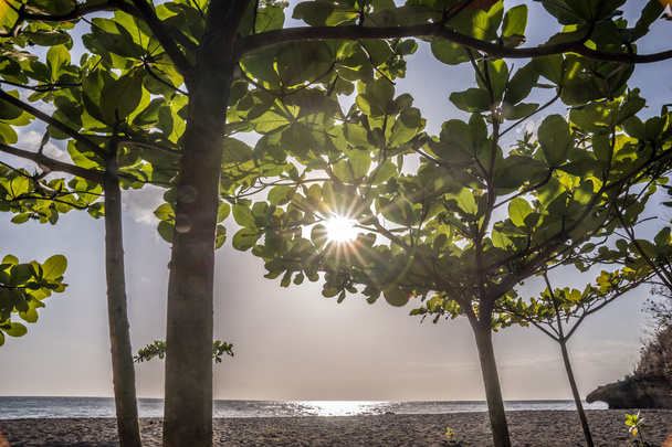 Tropická Pláž, sluneční paprsky přes některé stromy - Fotografie, Obrázek