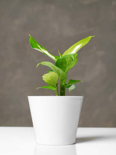 Plant in pot - Foto, afbeelding