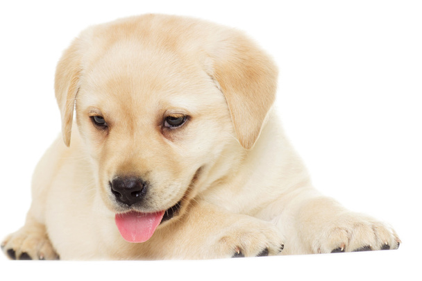cute labrador puppy - Photo, Image