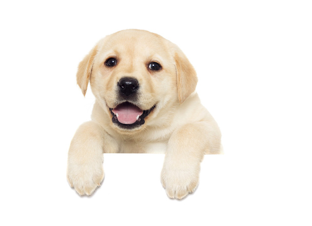 cute labrador puppy - Foto, Imagen