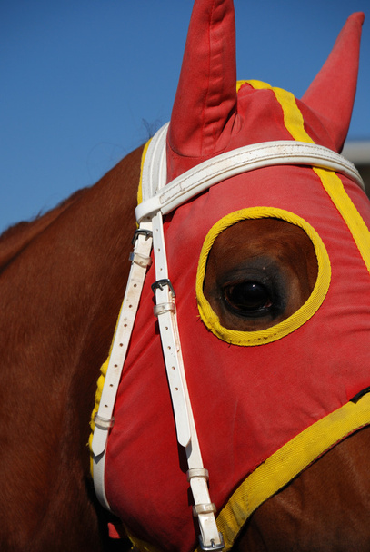Cabeza de caballo con persianas
 - Foto, imagen