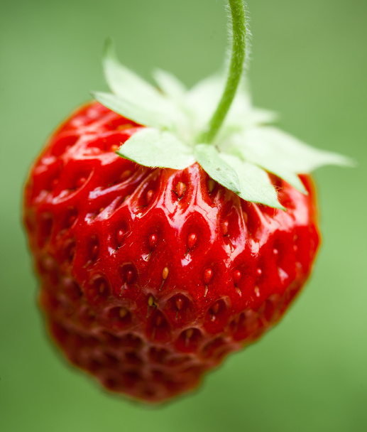 Fresh strawberry - Foto, afbeelding