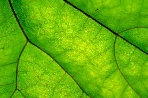Yeşil yaprak ve damarlar doku - Fotoğraf, Görsel