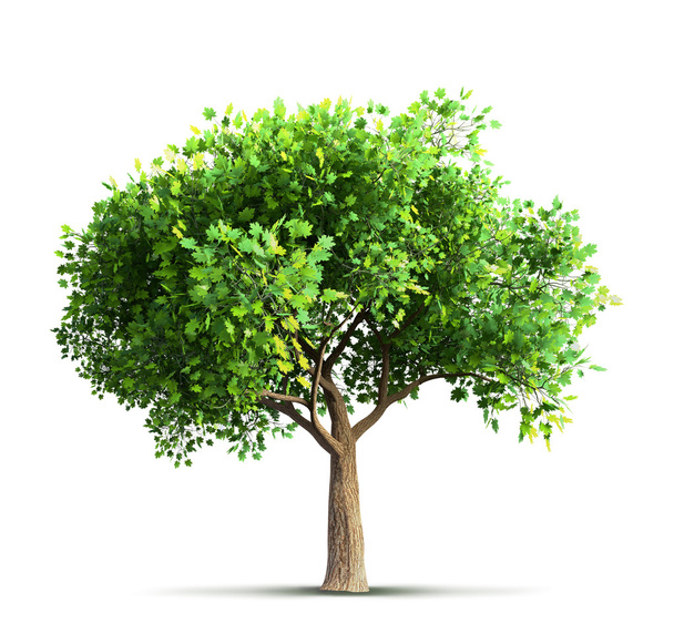 maple tree isolated - Photo, Image