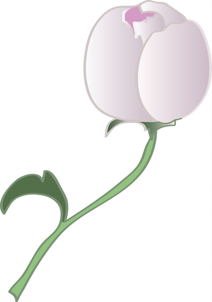 Vector bud of peony flower - Vektori, kuva