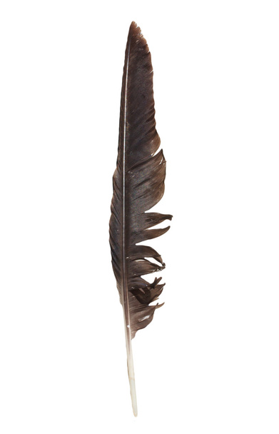 pena de corvo em um fundo branco
 - Foto, Imagem