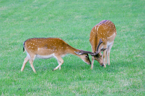 Two deer - Photo, Image