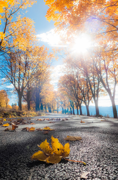 jesienny liść na drodze - Zdjęcie, obraz