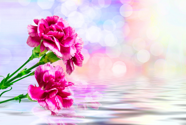 カーネーションの花をクローズ アップ  - 写真・画像