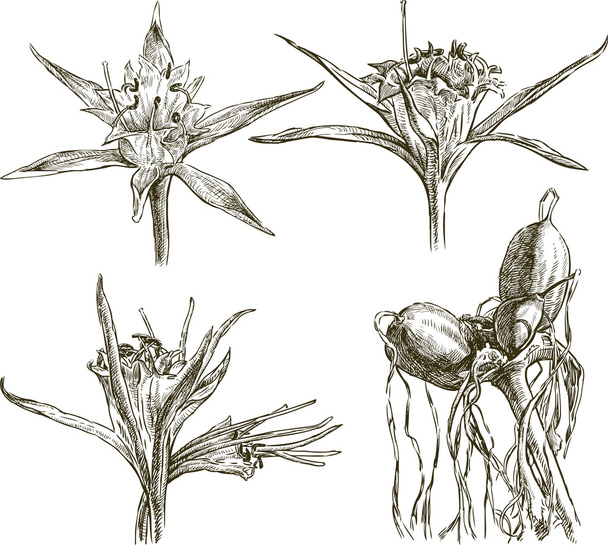 zee lily schetsen - Vector, afbeelding