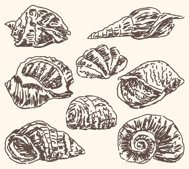 zee schelpen schetsen - Vector, afbeelding