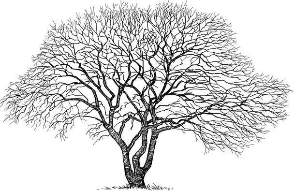 silhouette of an old tree - Vector, Image