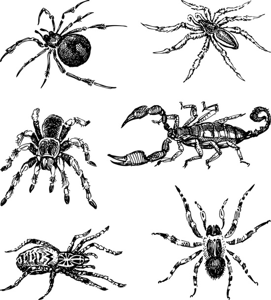 set of the spiders - Vector, Image
