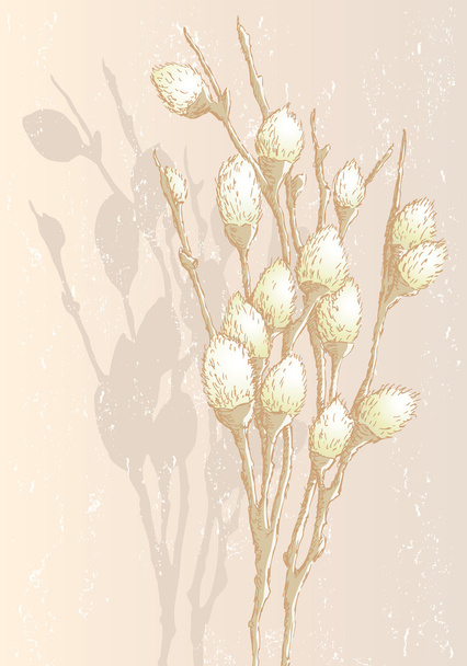 ramos de salgueiro na primavera
 - Vetor, Imagem