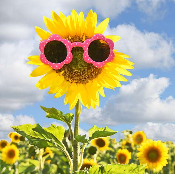 sunflower wearing pink sunglasses - Foto, Imagem