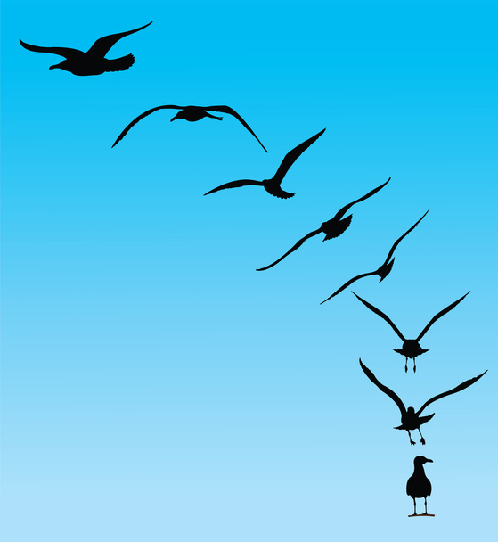 Seagulls - Vector, Image