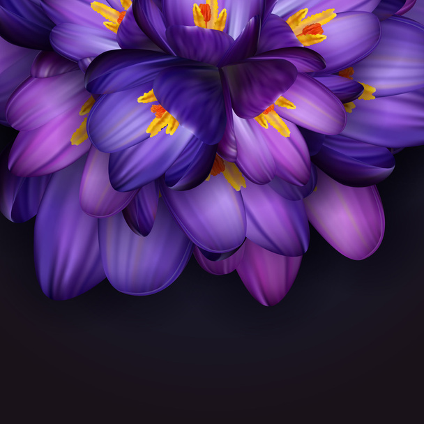 μοβ λουλούδια κρόκου - Διάνυσμα, εικόνα