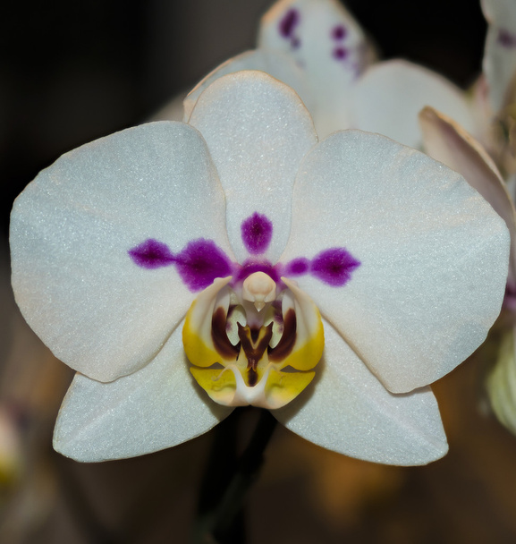 Valkoisen orkidean lähikuva - Valokuva, kuva