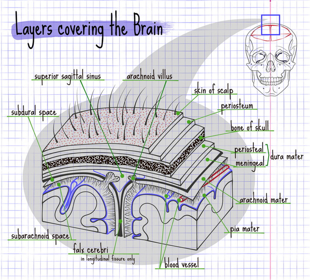 illustratie lagen van de structuur van het menselijk brein - Vector, afbeelding