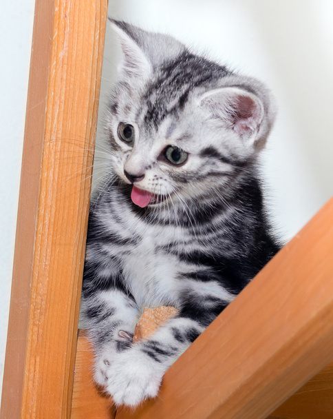 Gatinho americano bonito do gato do shorthair. Isolado o fundo branco
 - Foto, Imagem