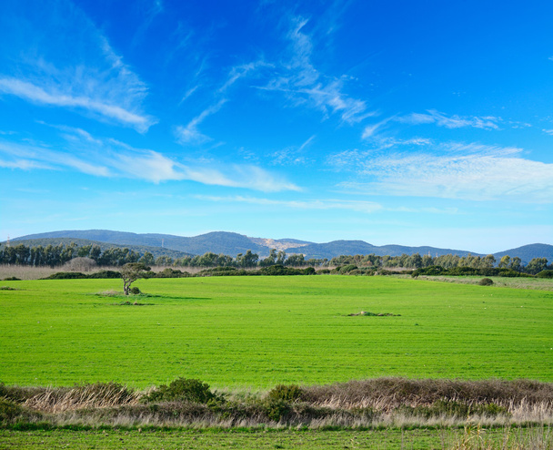 prato verde sotto un cielo blu in Sardegna
 - Foto, immagini