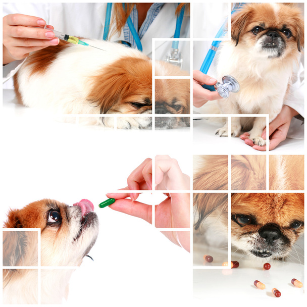 Veterinary care. - Photo, Image