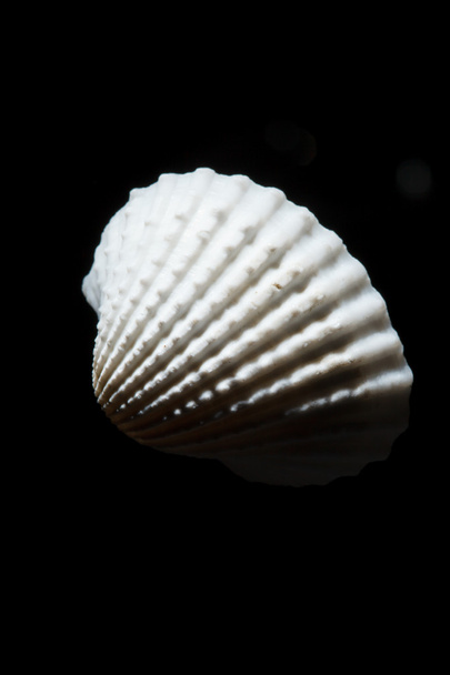 sea shell on back - Foto, Bild
