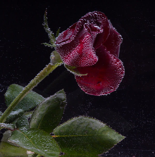 Róża w wodzie na czarnym tle - Zdjęcie, obraz