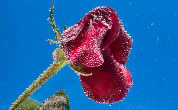 rose dans l'eau sur fond bleu
 - Photo, image