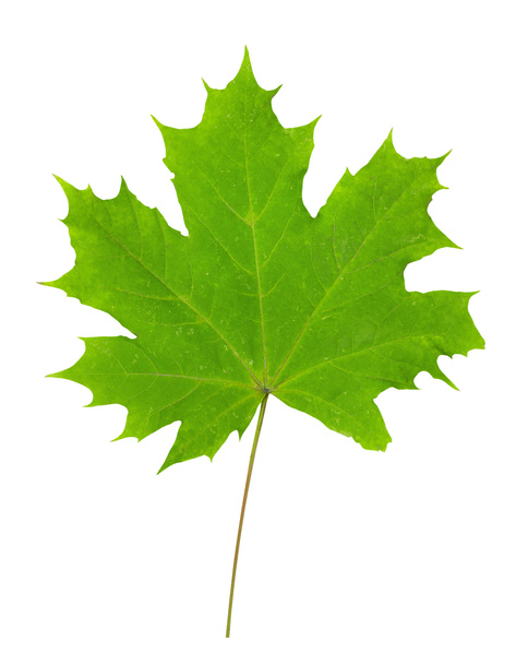 maple leaf op witte - Foto, afbeelding