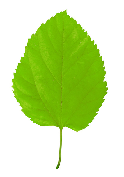 Зелений лист ізольований на білому
 - Фото, зображення