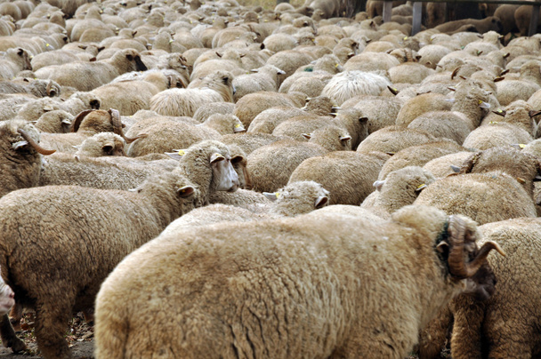 Herd of sheep gathering on a farm - Φωτογραφία, εικόνα