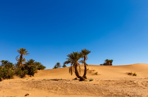 dłoń w pustynnej oazie, Maroko - Zdjęcie, obraz