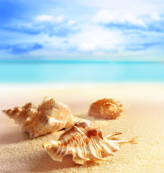 Conchas marinas en la playa de arena
 - Foto, Imagen