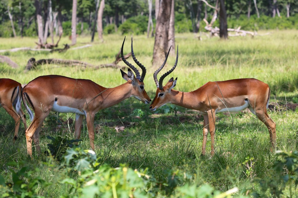 impalas in the forest at masai mara national park kenya - Photo, Image