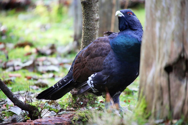 black grouse at the bavarian forest national park - Photo, Image
