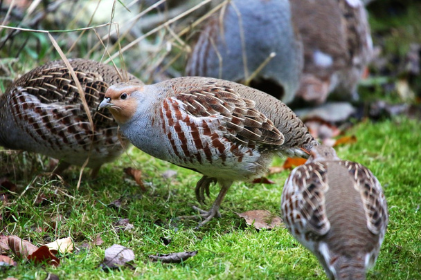 grey partridge at the bavarian forest national park - Photo, Image
